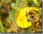 Web-Bee-w-Pollen-Sack-72-dp