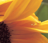 9-Sunflower-2-for-Blog