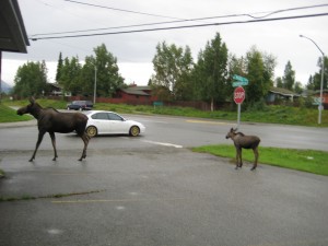 A Mother Moose and her Calf frolic past the door of the ATOM Center