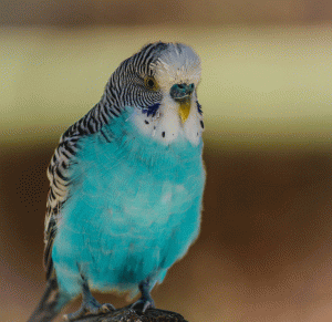 Dream Interpretation a Blue Bird: Blue Parakeet