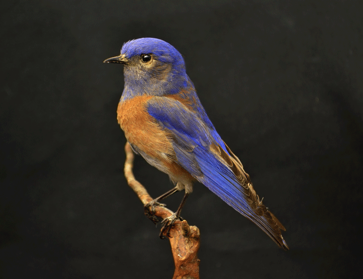 Where Bluebirds Fly by Brynn Chapman