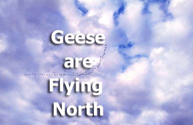 Geese are Flying North