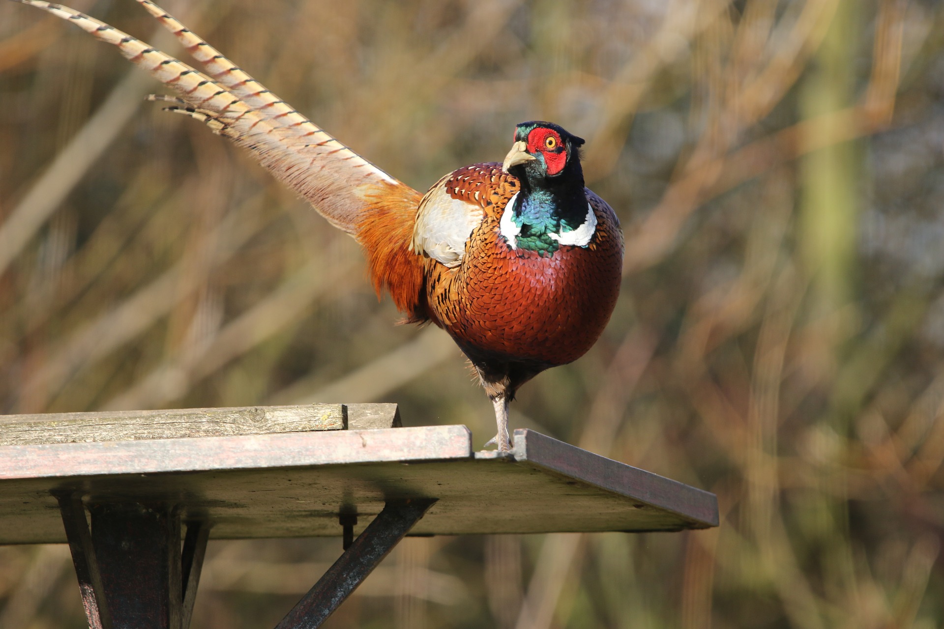 Dream Interpretation Pheasant