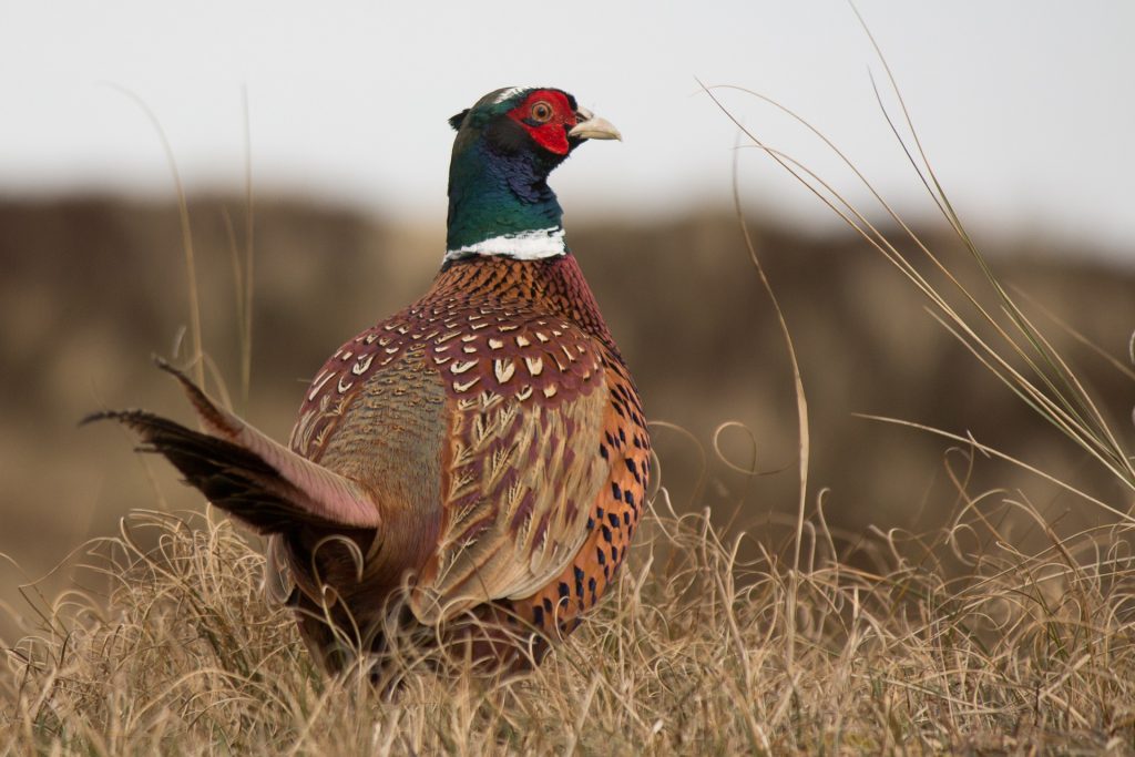 Dream Interpretation Pheasant