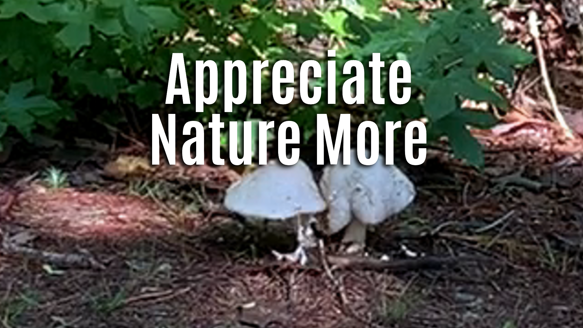 how to appreciate nature even more
