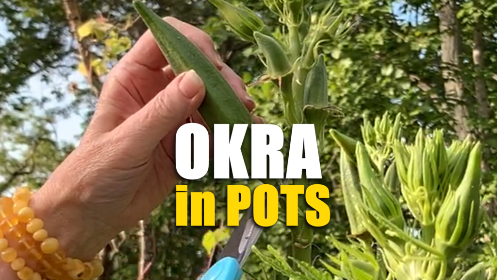 how-to-grow-okra-from-seeds-in-pots