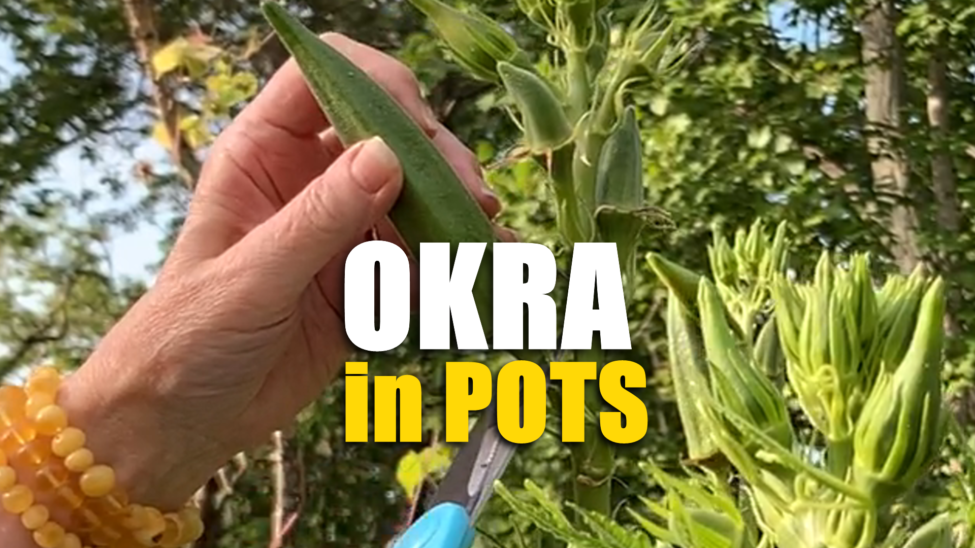 grow okra from seeds in pots