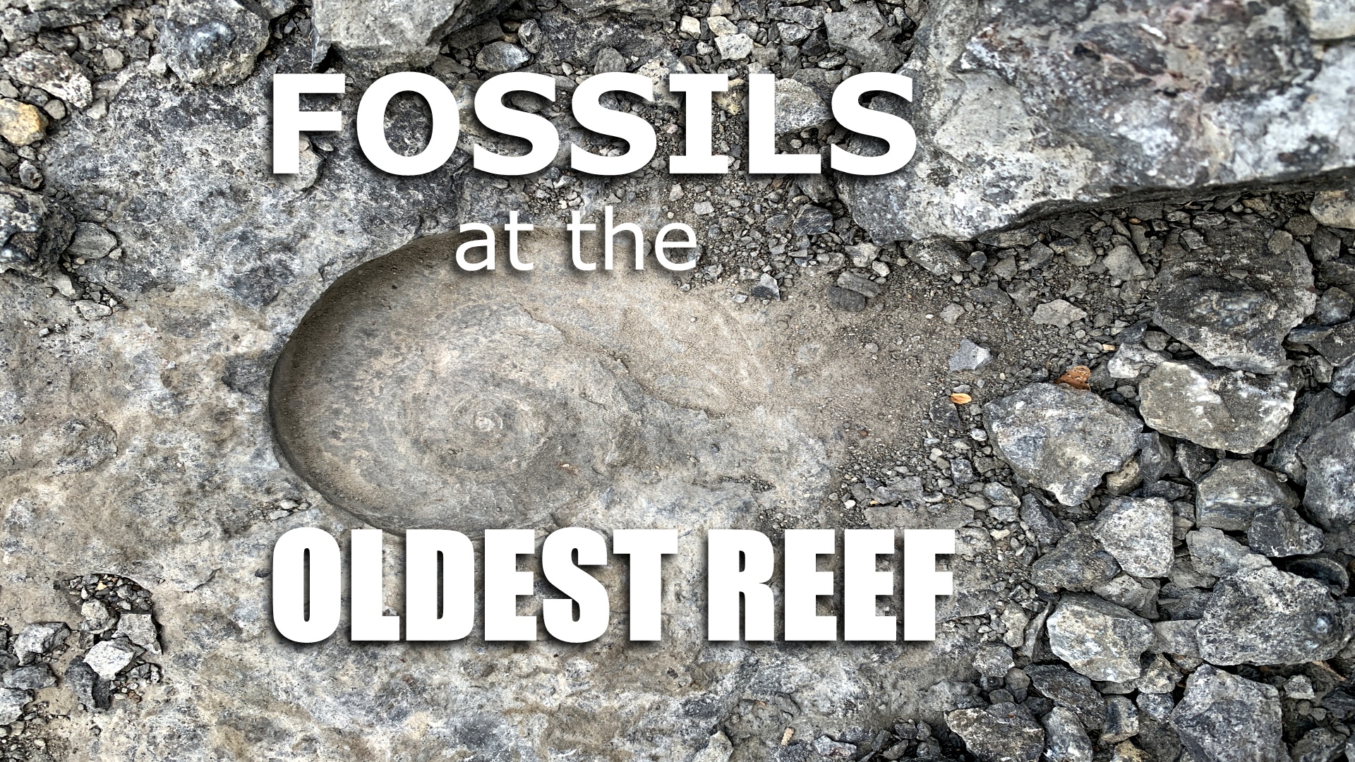 Fantastic Fossils at the Oldest Reef on Earth