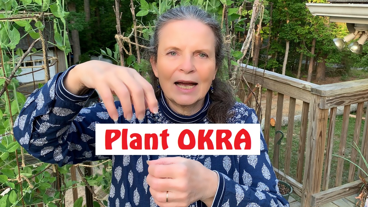 how many okra plants per container