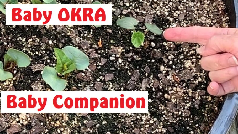 How Many OKRA Plants Per CONTAINER Carol Chapman